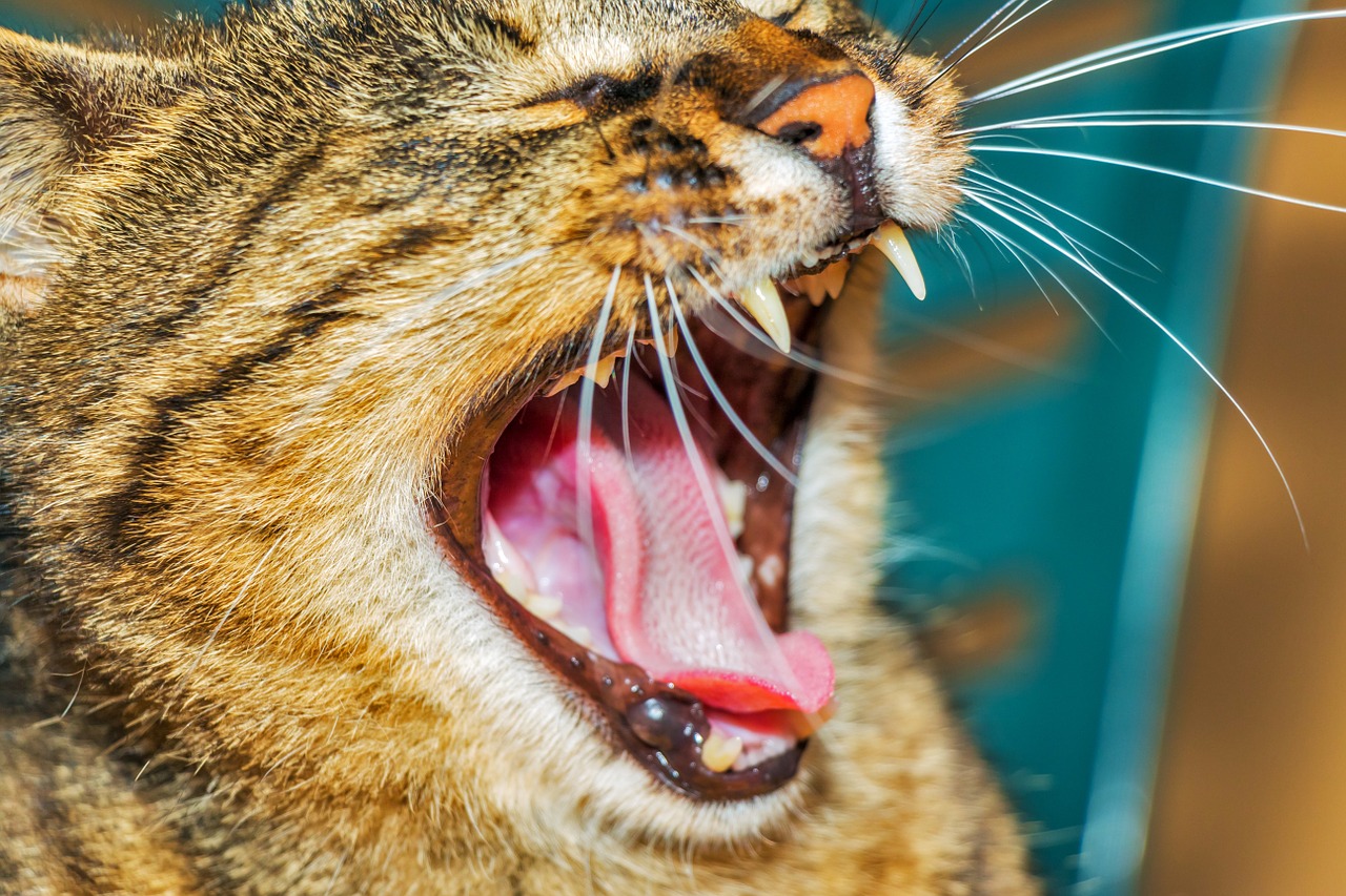 Don t Ignore The Signs Of Dental Disease In Cats