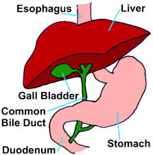 Gallstones, Gallbladder and Bile Duct Inflammation in Cats