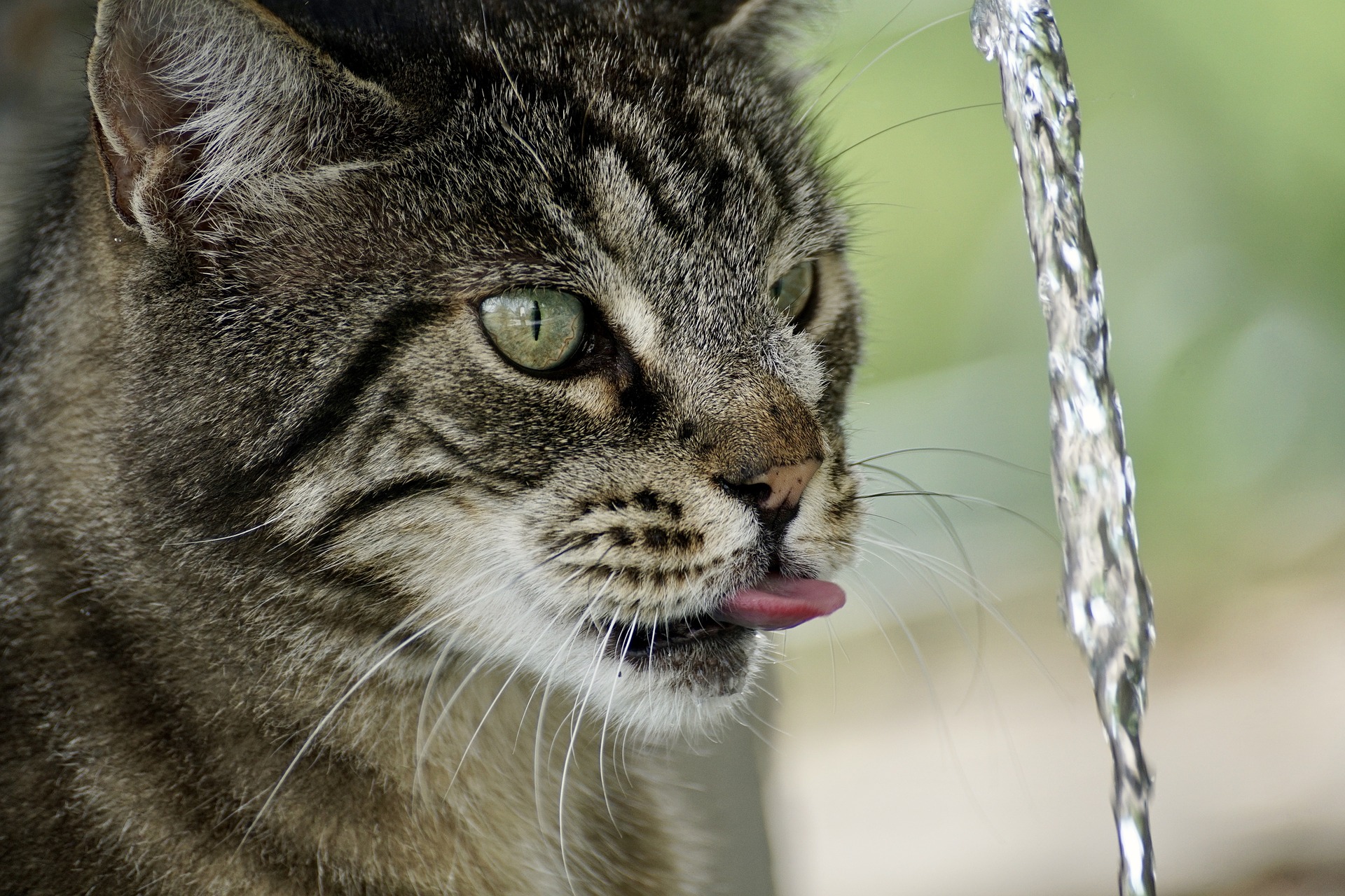 WATCH OUT FOR SIGNS OF HEAT STOKE IN YOUR CAT